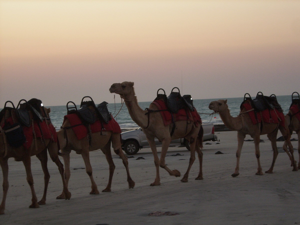 Camels on Cable beach at Sunset