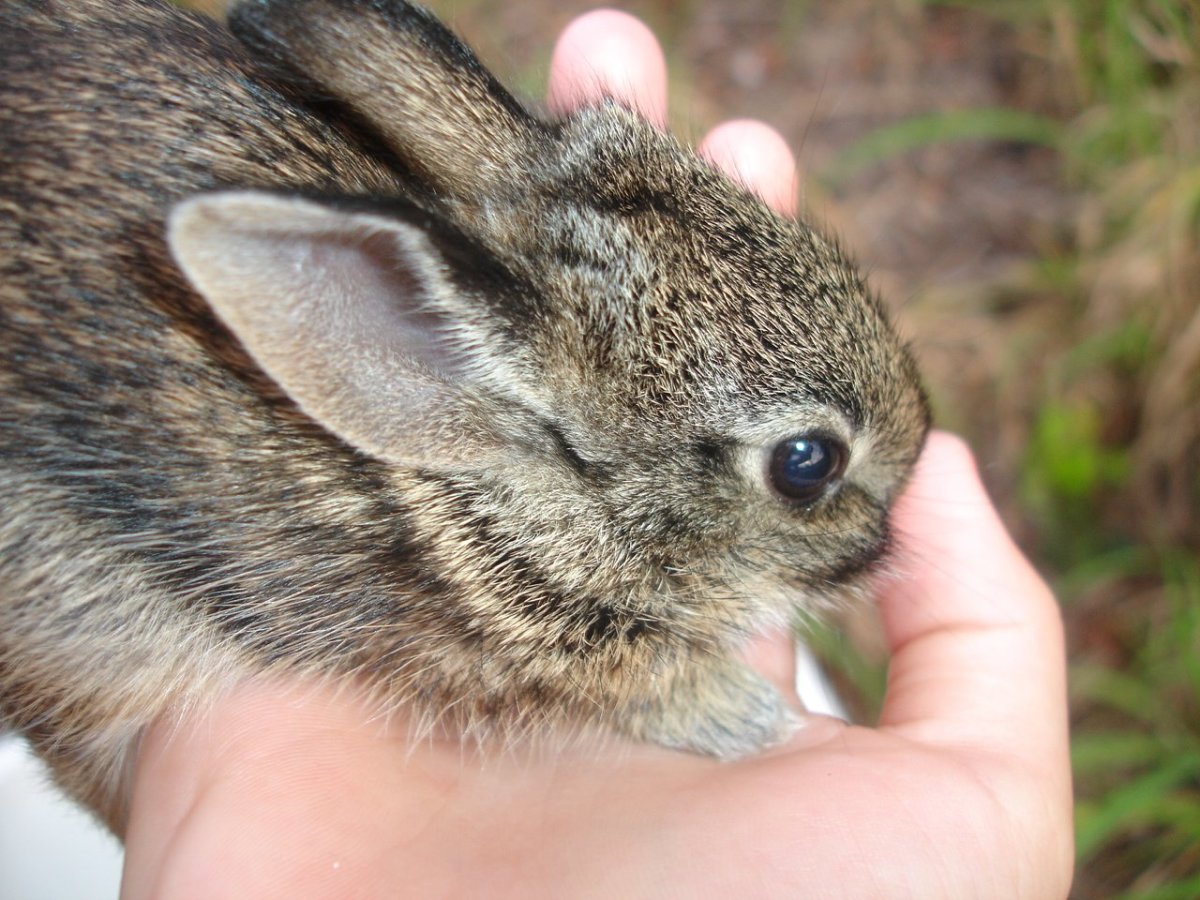 Sharing Insight Photo:  Brown Baby Wild Bunny #1...about to be released into the wild