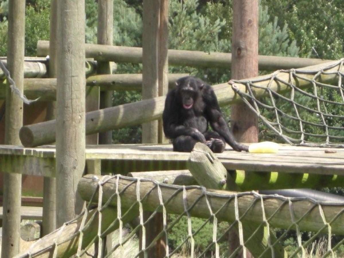 monkey-world-primate-rescue-centre