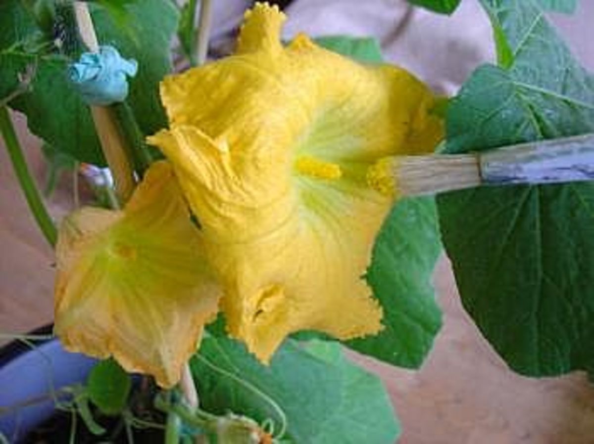 hand pollinate your plants , img ehow