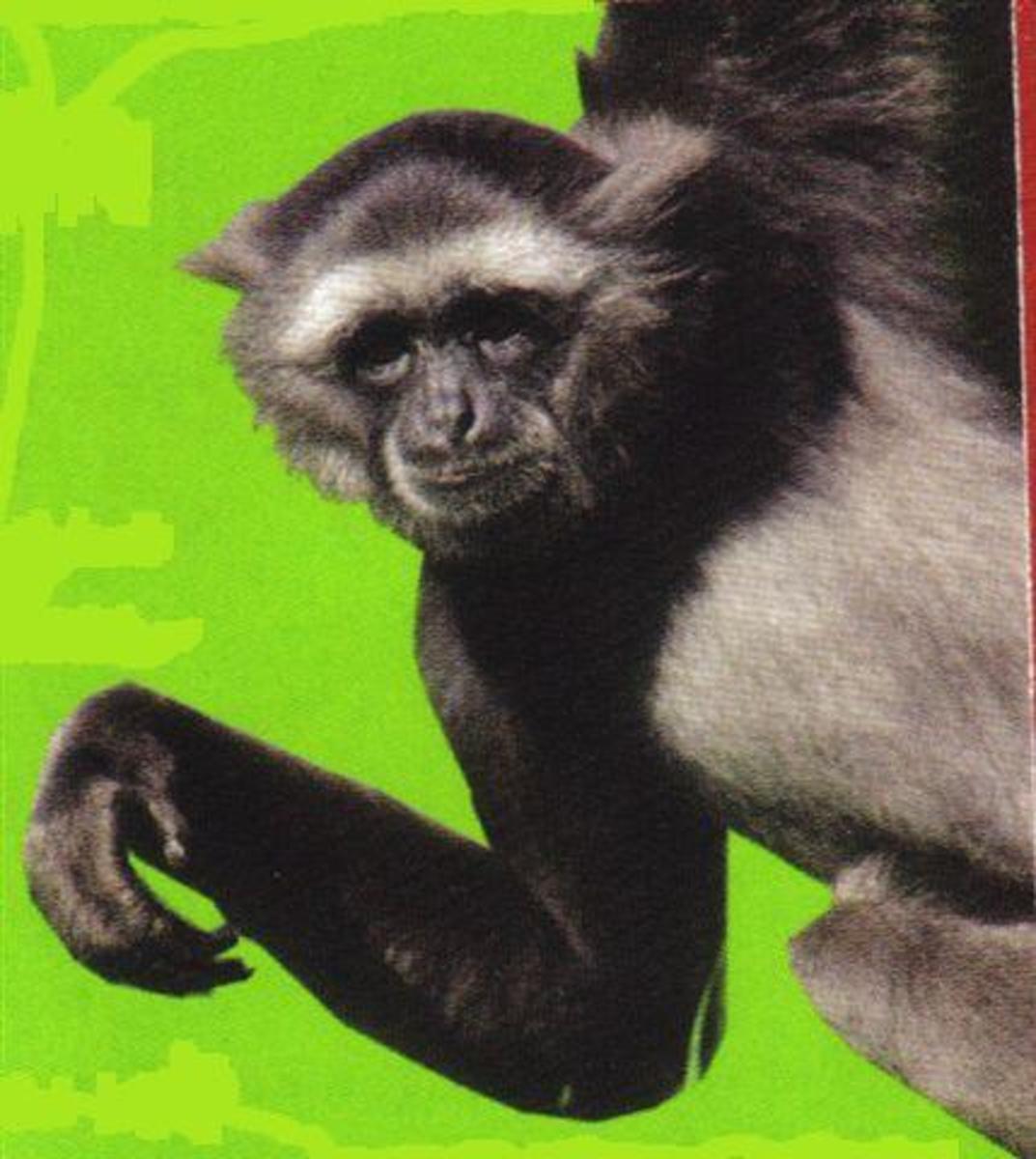 monkey-world-primate-rescue-centre