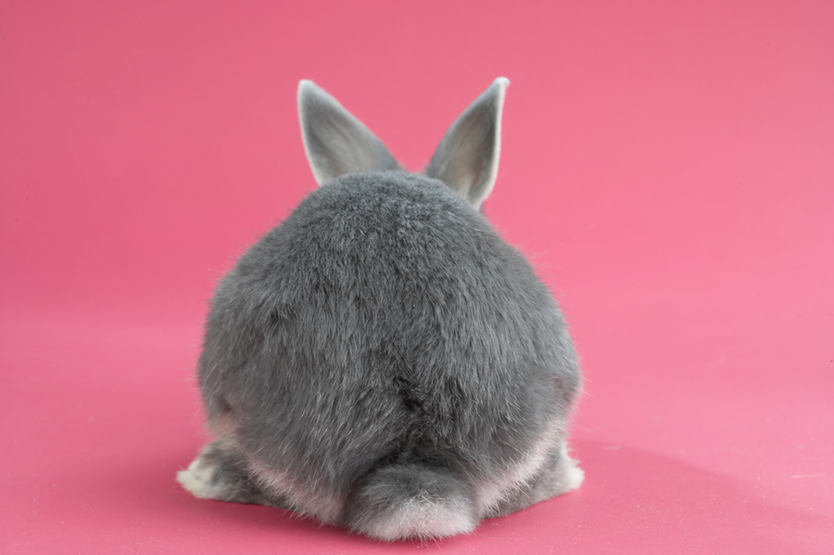 signs-that-your-pet-rabbit-may-be-sick