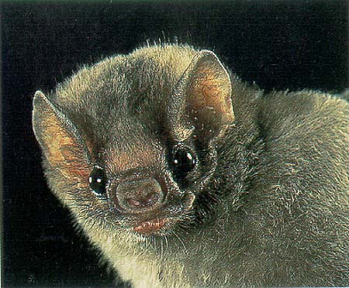 Vampire Bats Common, White Winged and Hairy Legged Blood Suckers HubPages