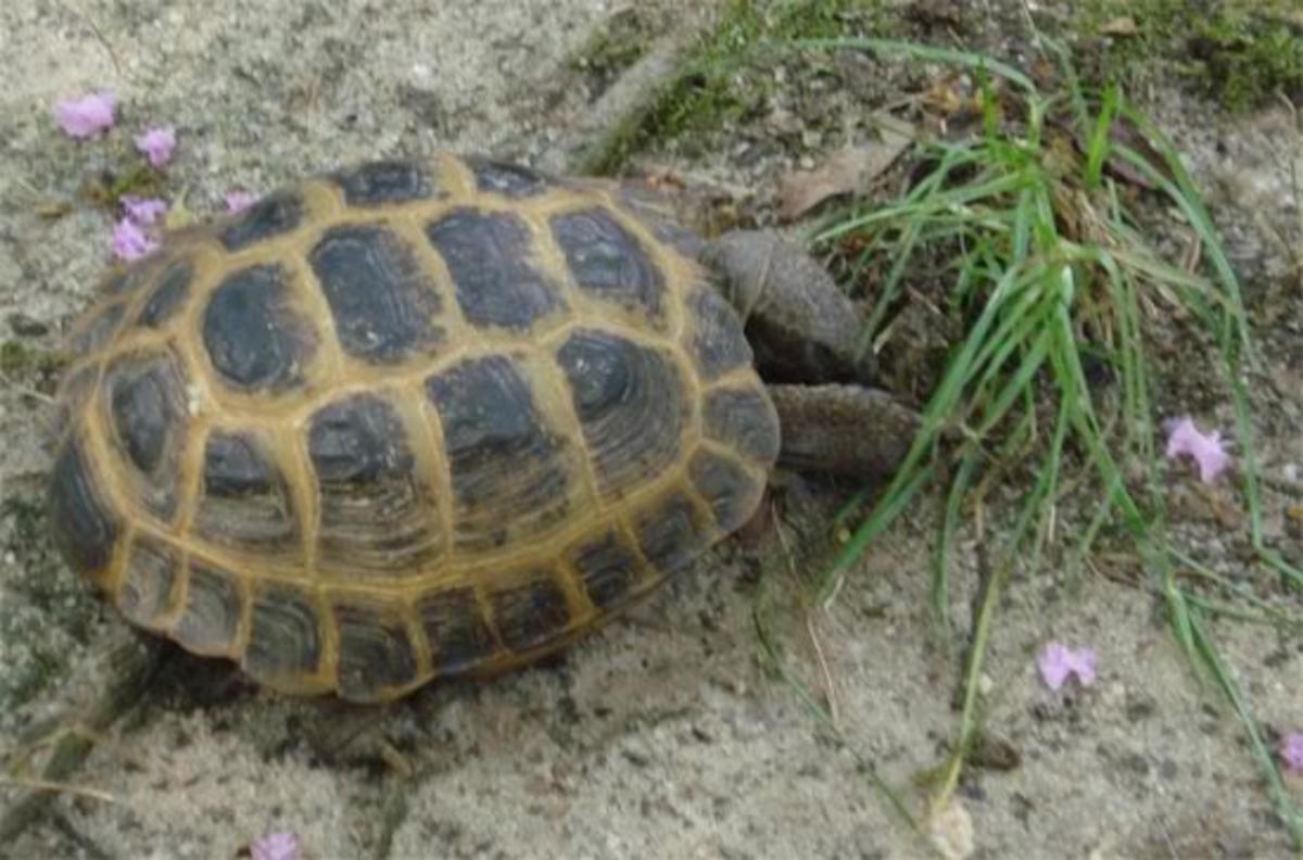 edible-plants-for-tortoises