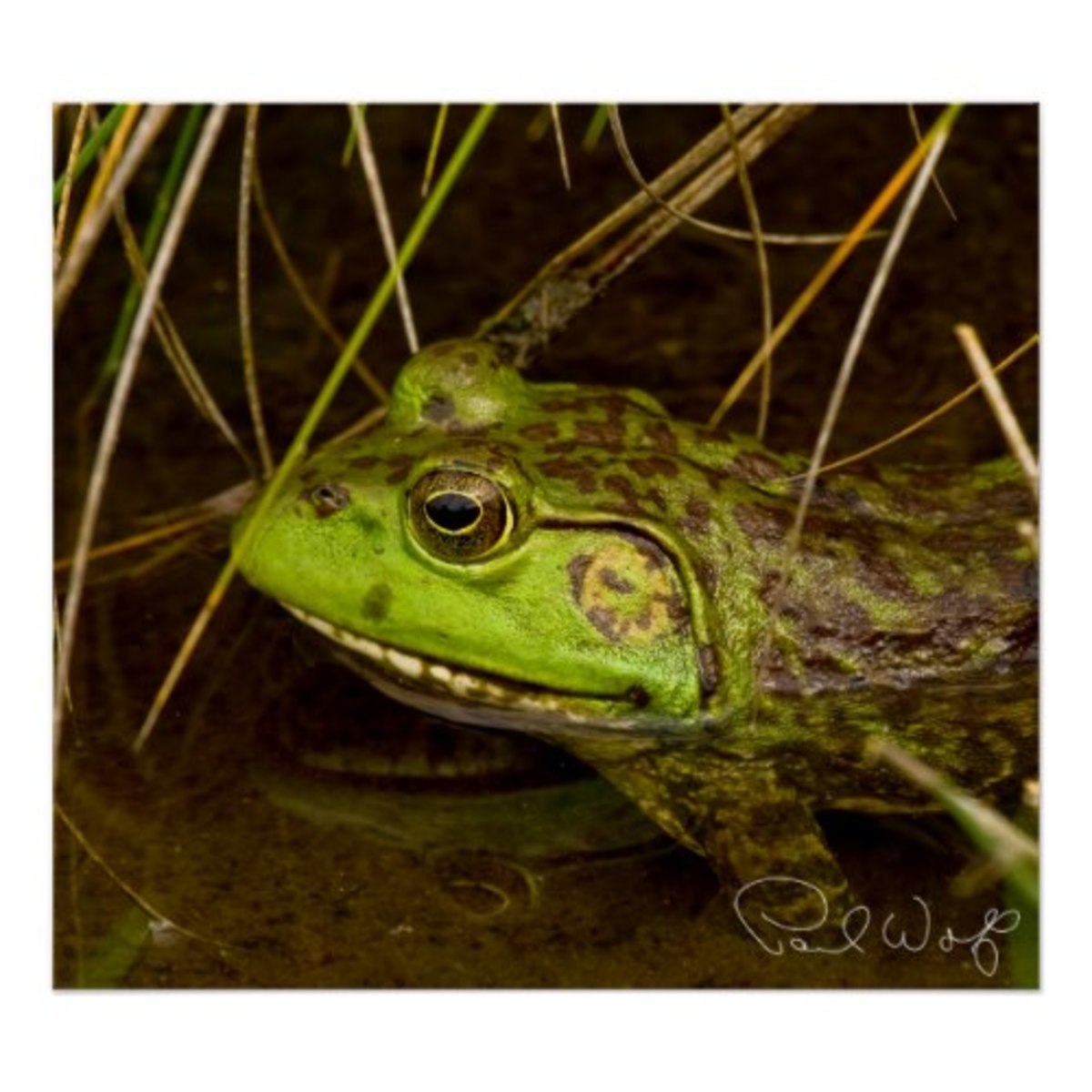 bullfrogs-louisiana