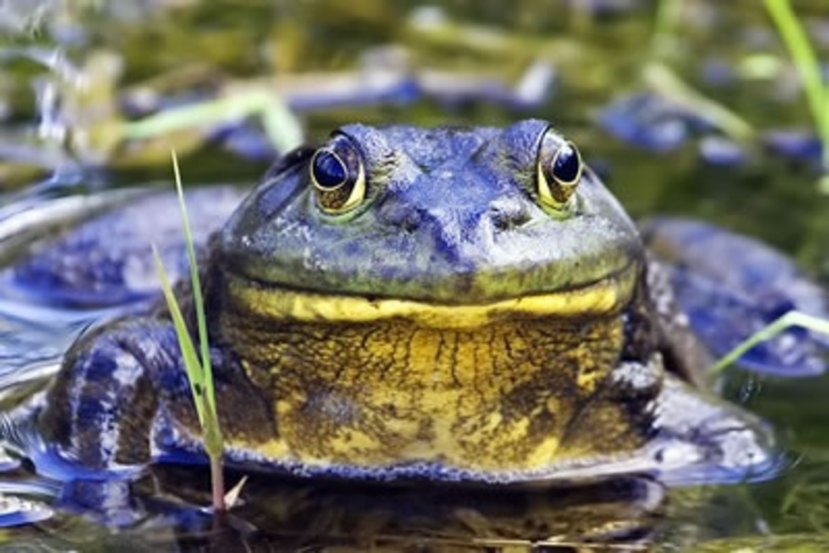 bullfrogs-louisiana