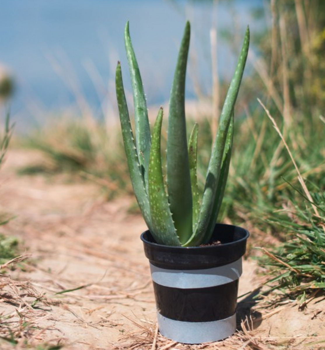 Aloe vera helps combat dark spots on skin. 