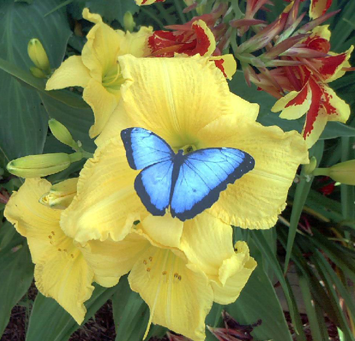 Blue Butterfly on Yellow Lily
