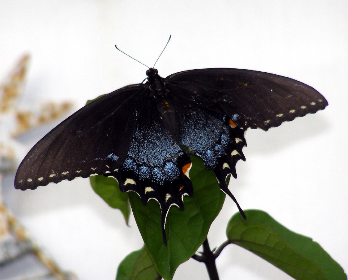 Black Butterfly with Blue on Wings