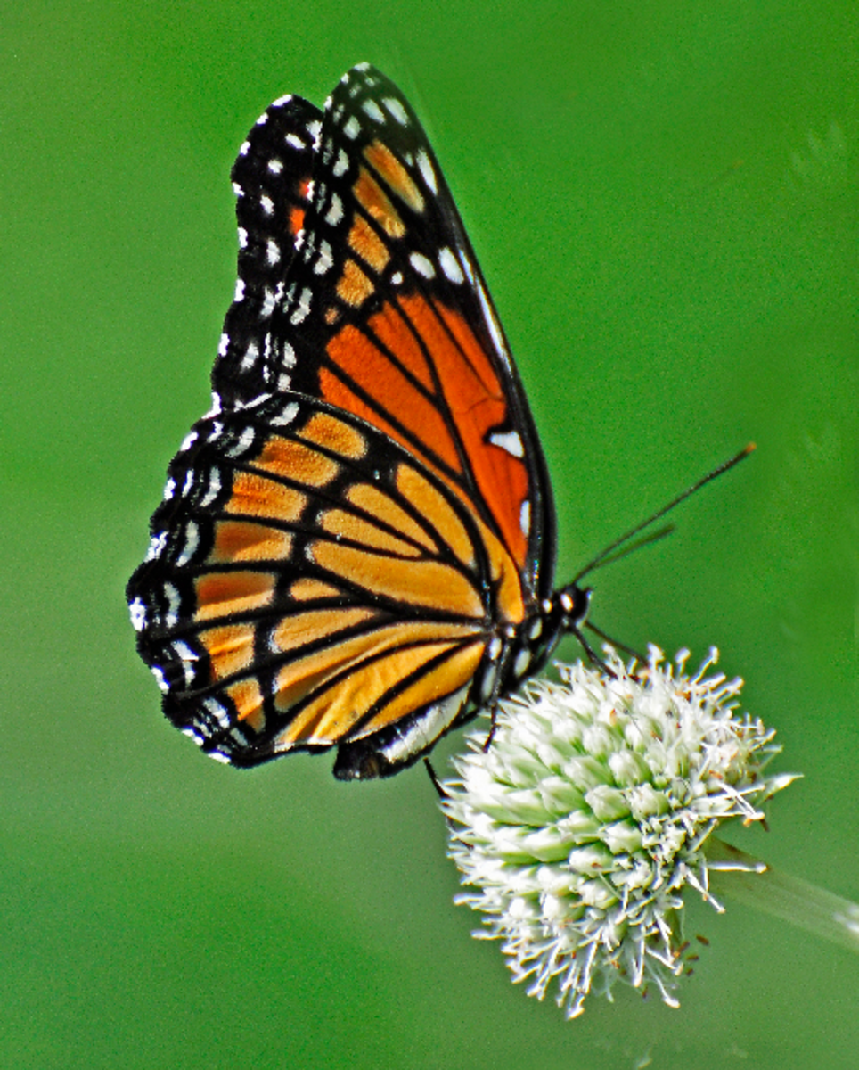 Monarch Butterfly on White Flower