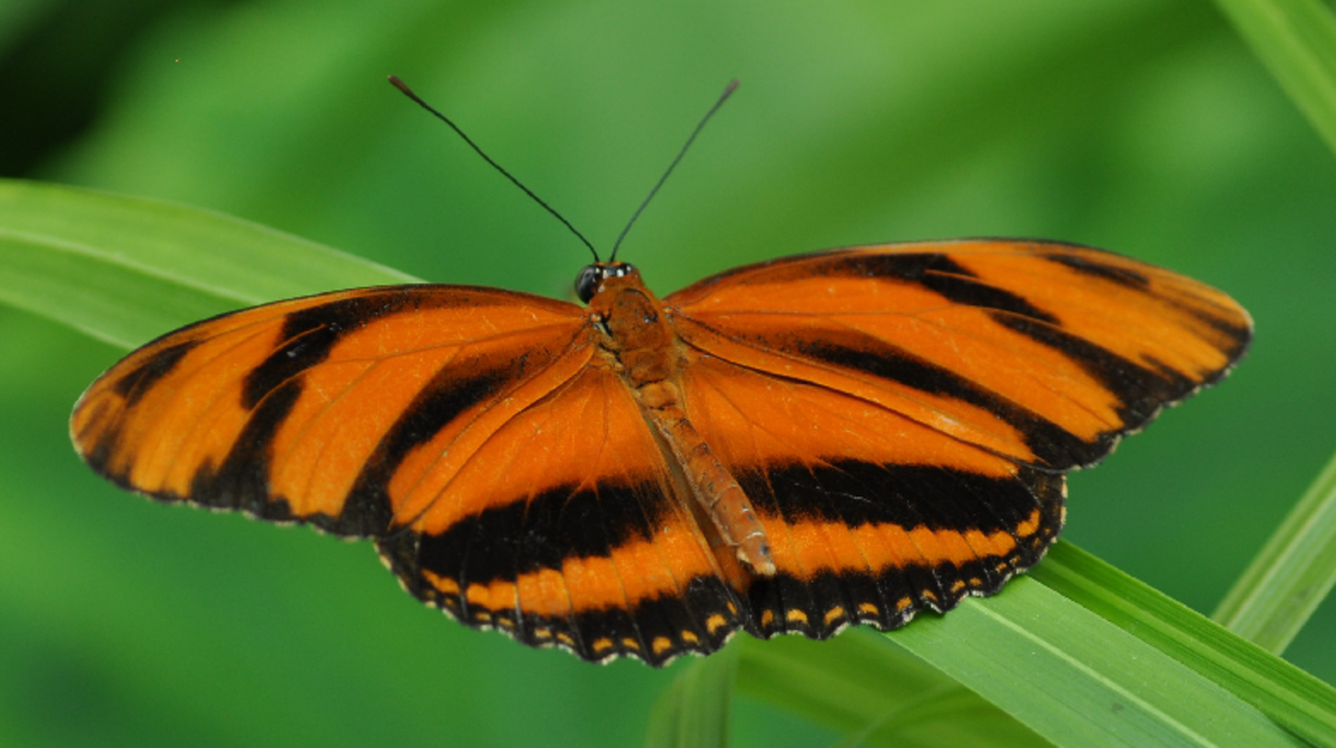 Banded Orange Tiger Butterfly (Heliconian)