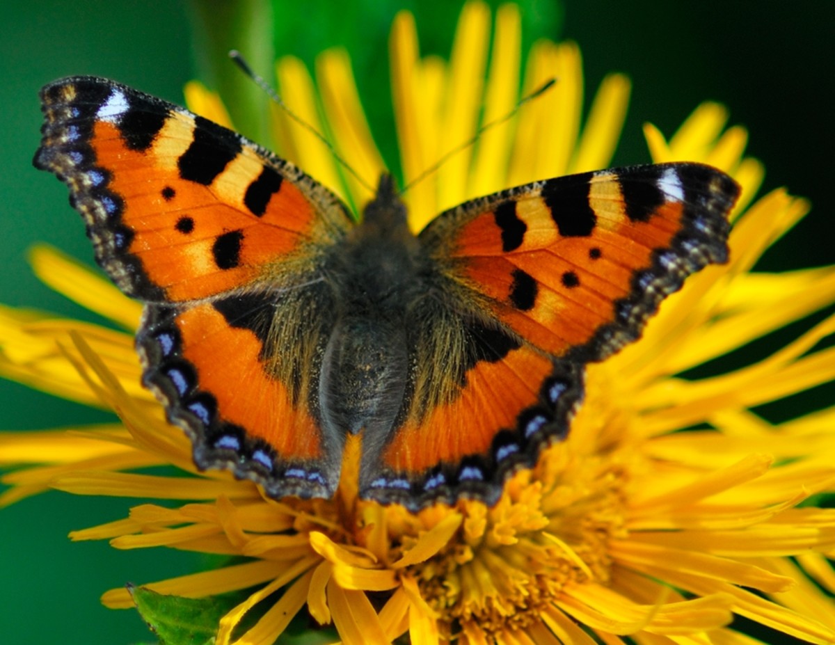 Orange and Black Butterfly on Yellow Flower
