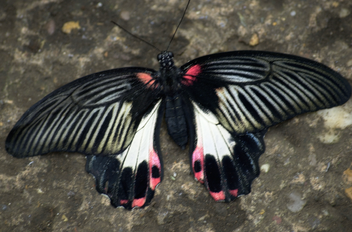 Black, White and Pink Butterfly, Known as the Papilio Rumanzovia