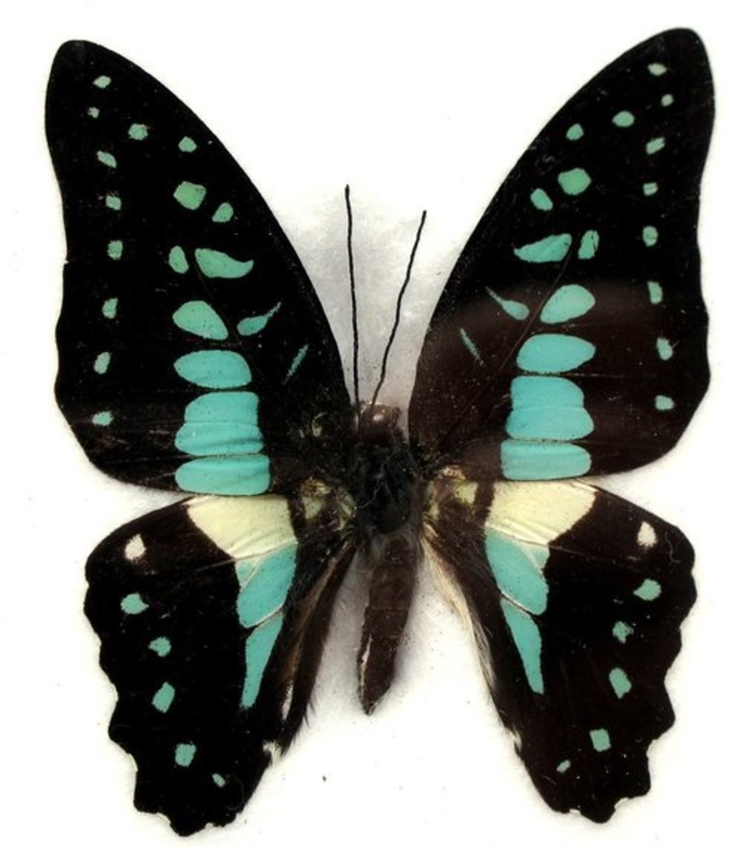Common Jay Butterfly (Graphium Doson)