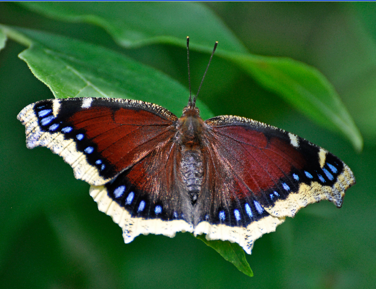 Brown Butterfly with Wings Spread
