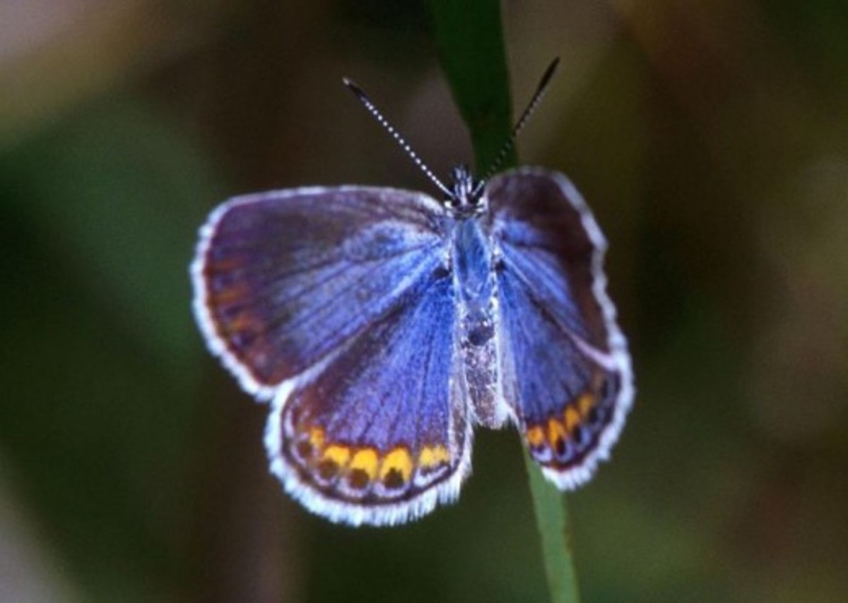 Karner Blue Butterfly (Lycaeides melissa samuelis)