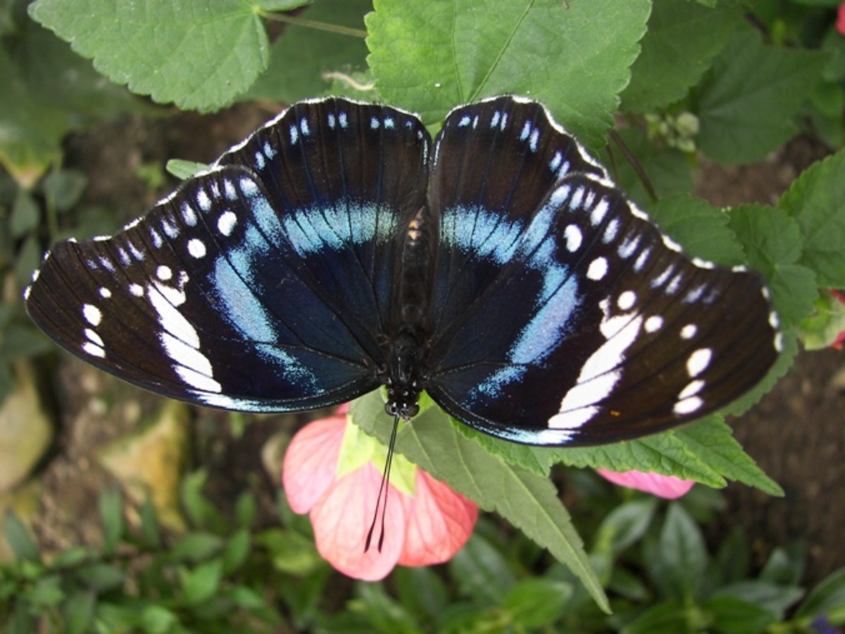 Blue Butterfly on Pink Flower