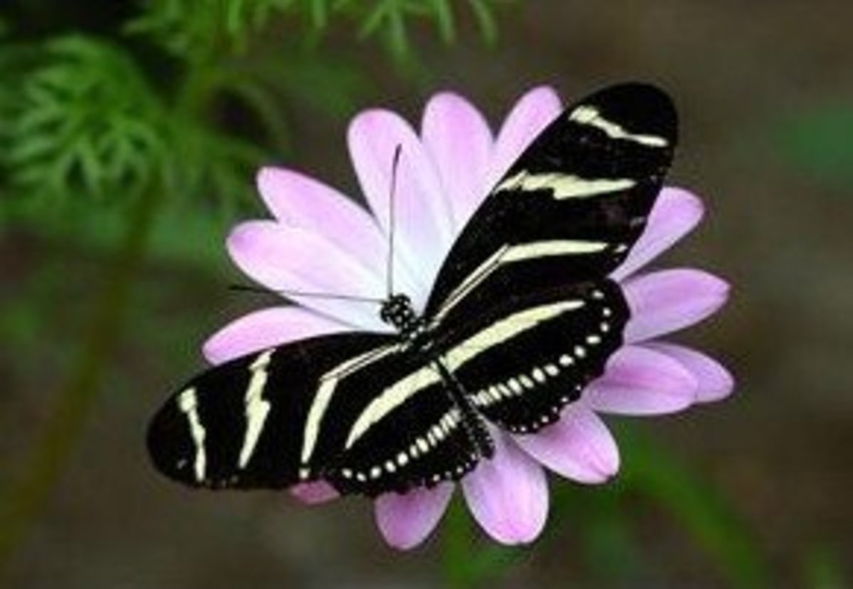  Zebra Longwing Butterfly (Heliconius Charitonius)