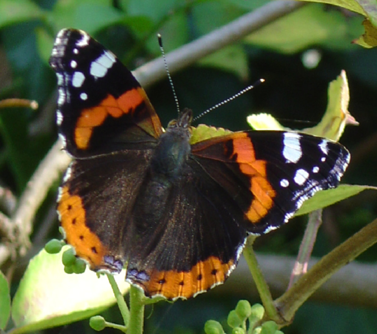 Orange and Black Butterfly