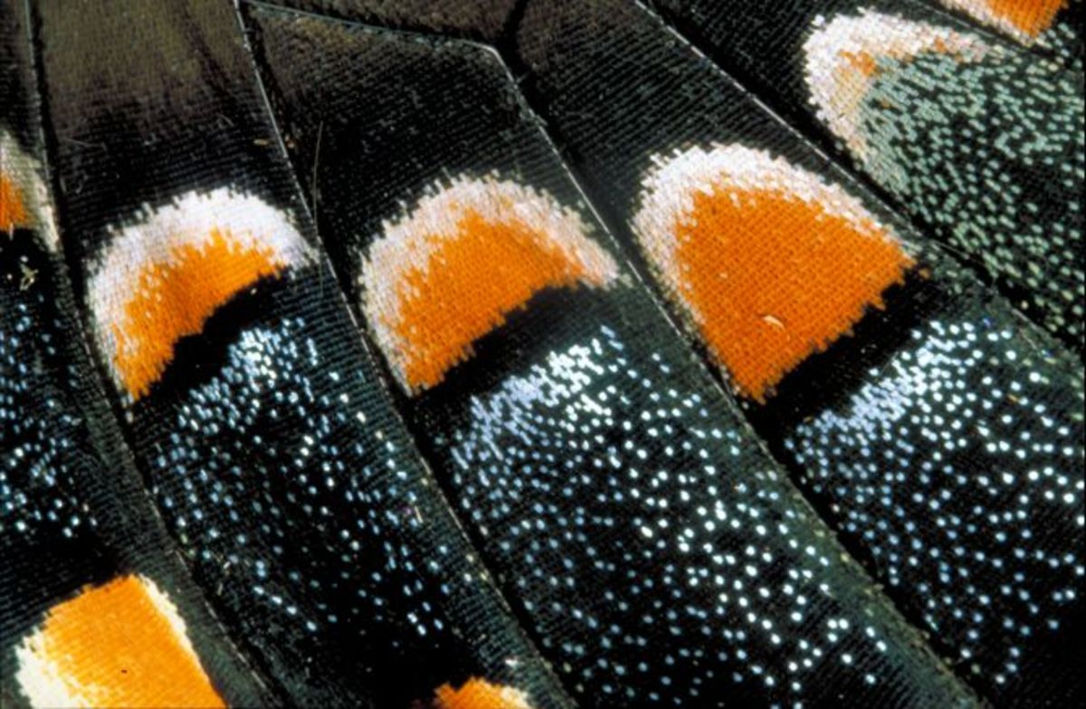 Extreme Close-up Image of a Butterfly Wing