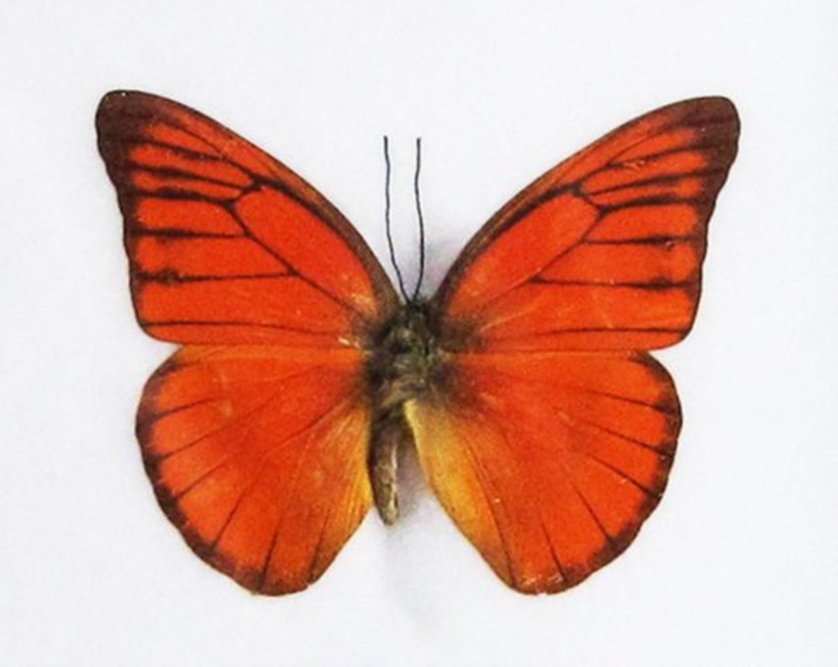 Orange Albatross Butterfly (Appias Nero)