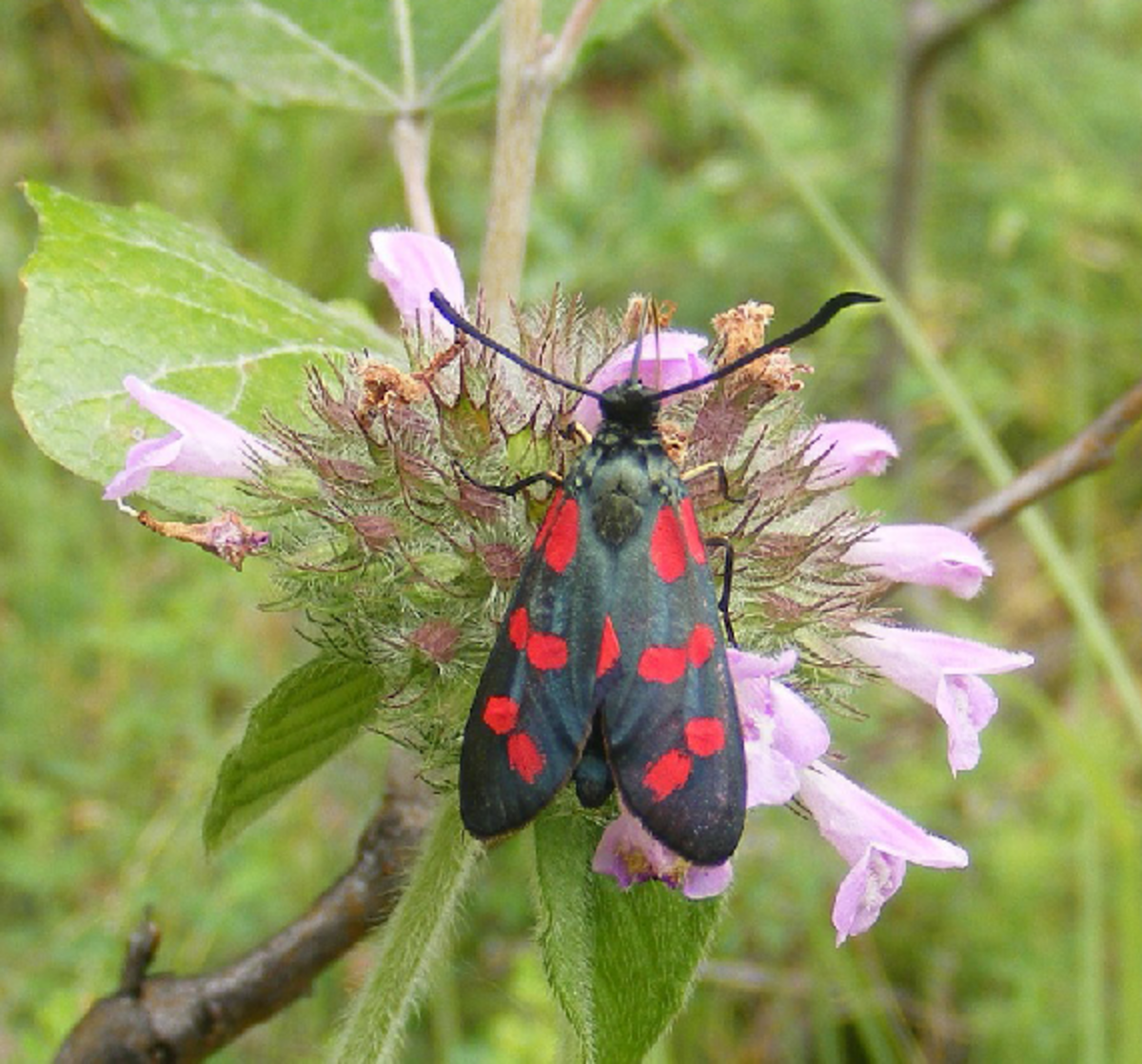 Black Burnet (Filipendulae) Moth (often mistaken for a butterfly)
