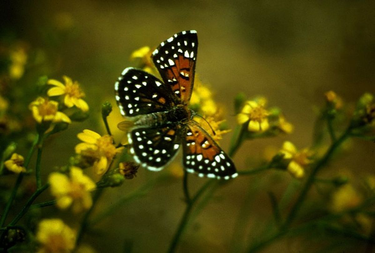 Lange's Metalmark Butterfly (Apodemia Mormo Langei)