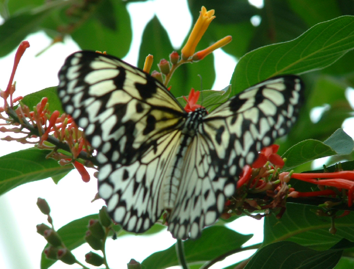 Black and White Butterfly with Pink Flower