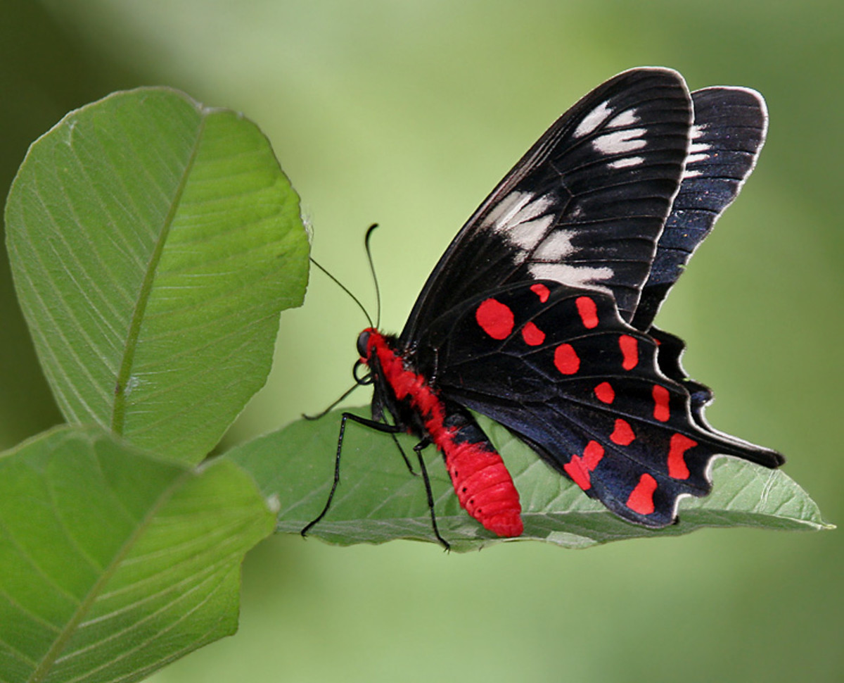 Crimson Rose Swallowtail Butterfly