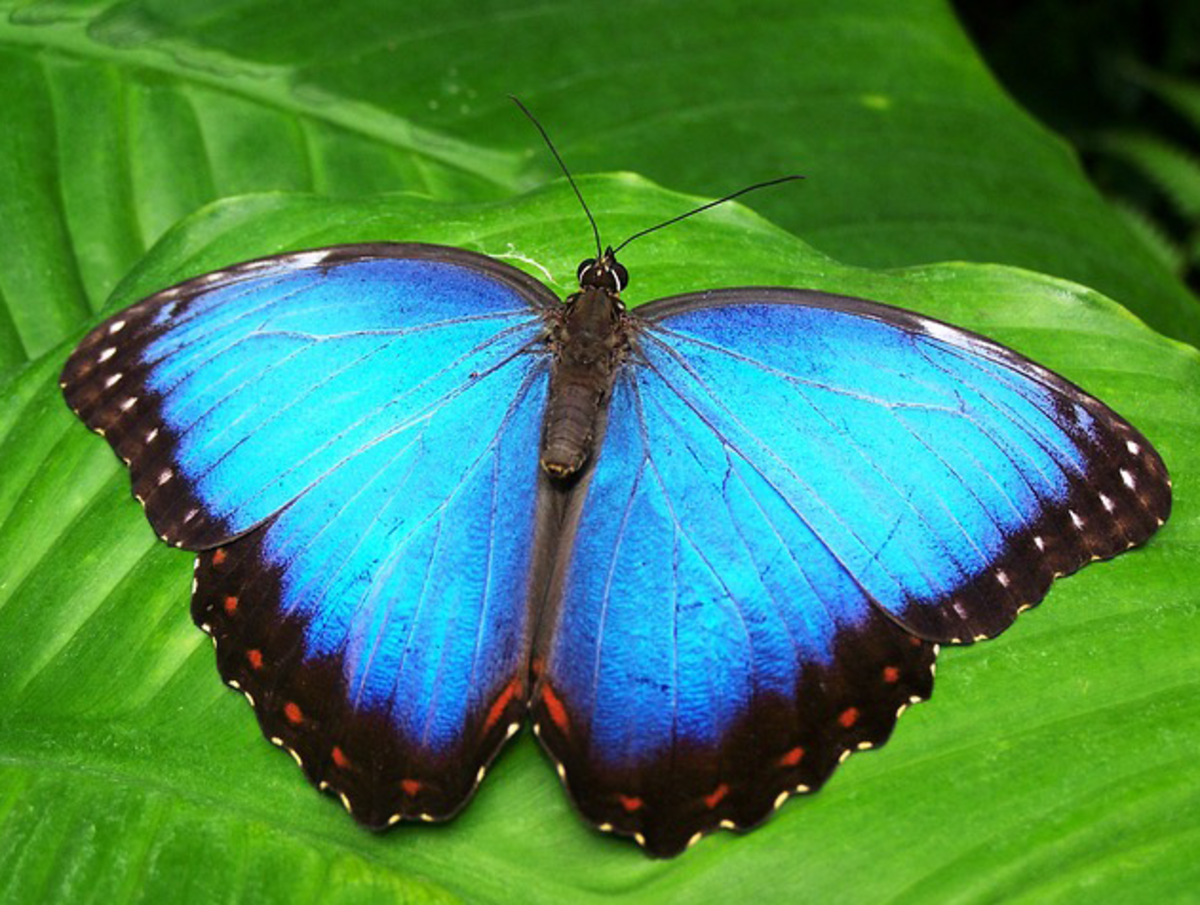 Blue Butterfly Picture