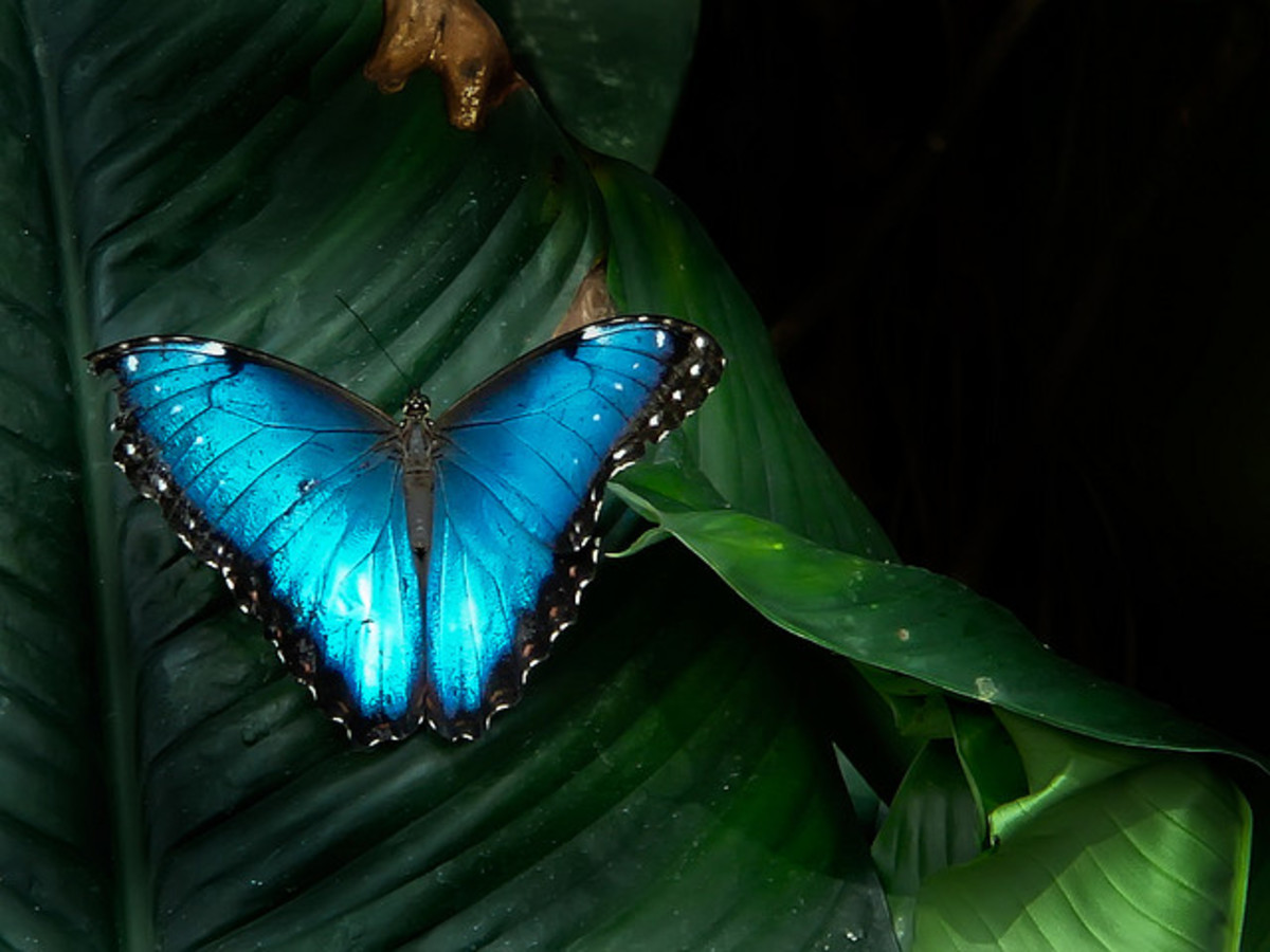 Metallic Blue Butterfly