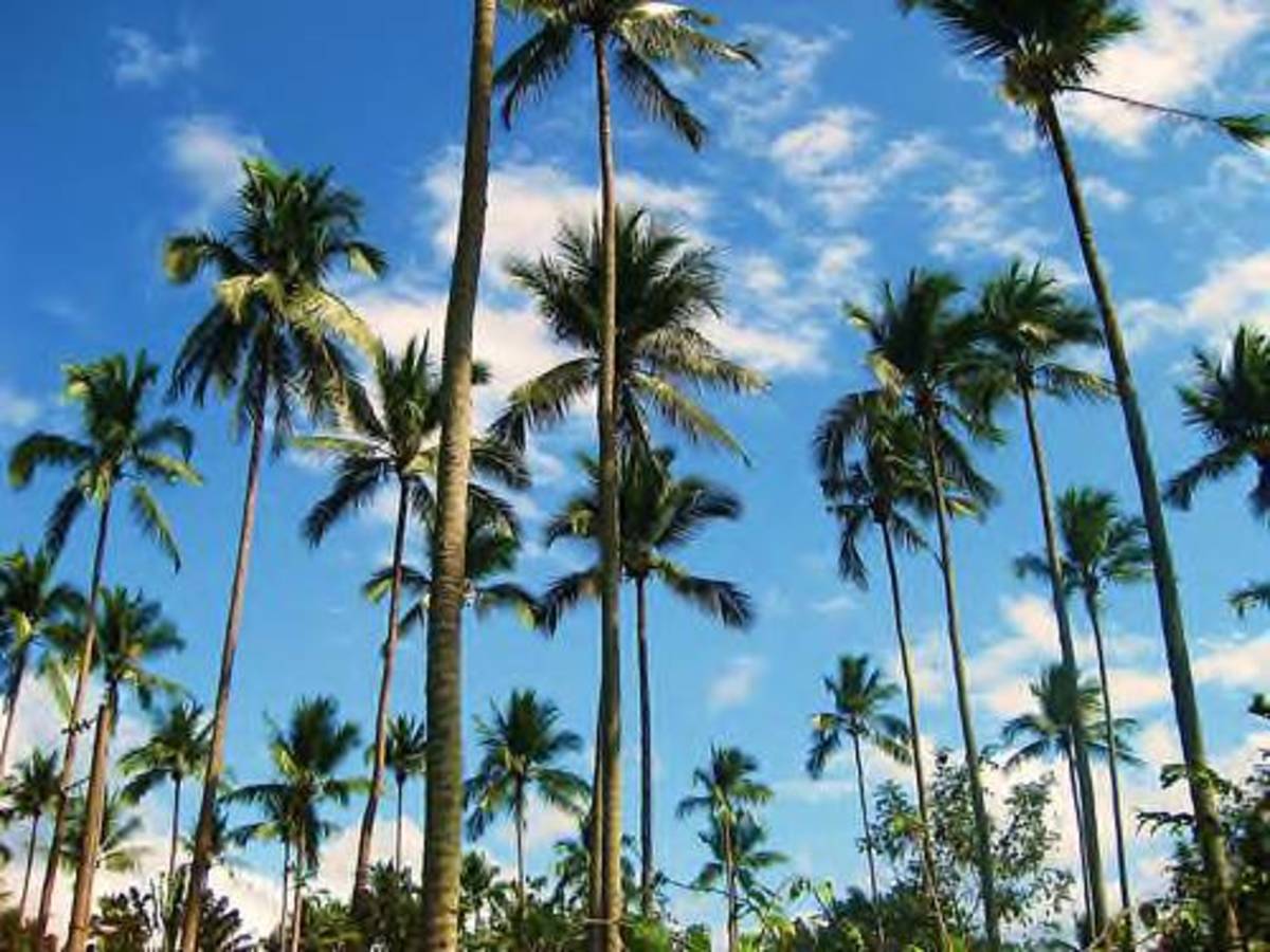 Coconut Plantation