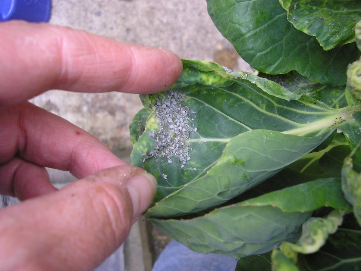 Cabbage or mealy aphis
