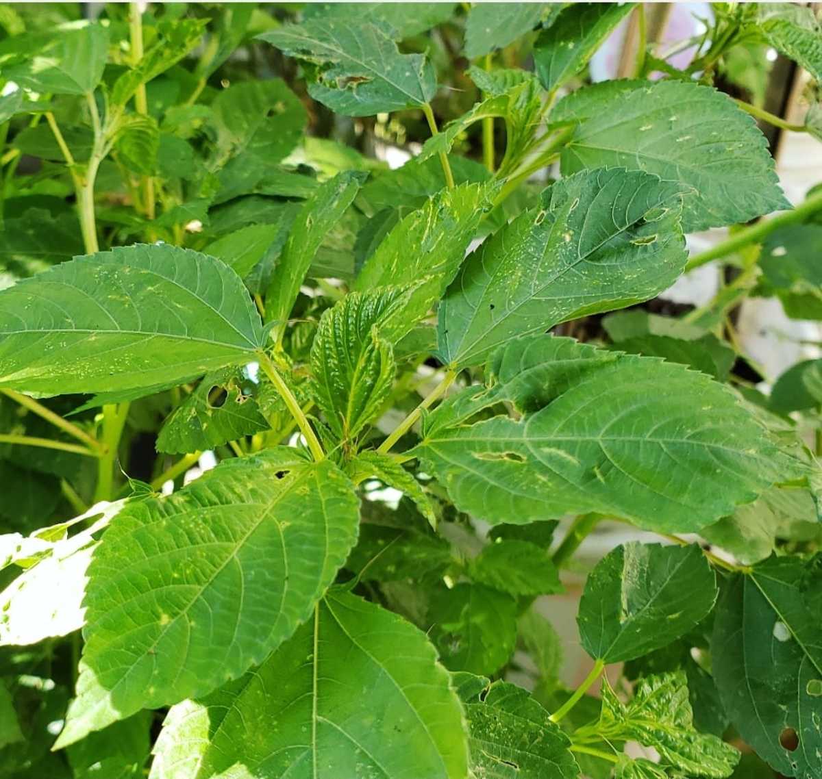 Corchorus Olitorius - Jute Plant, Saluyot, or Egyptian Spinach Photos and Health Benefits