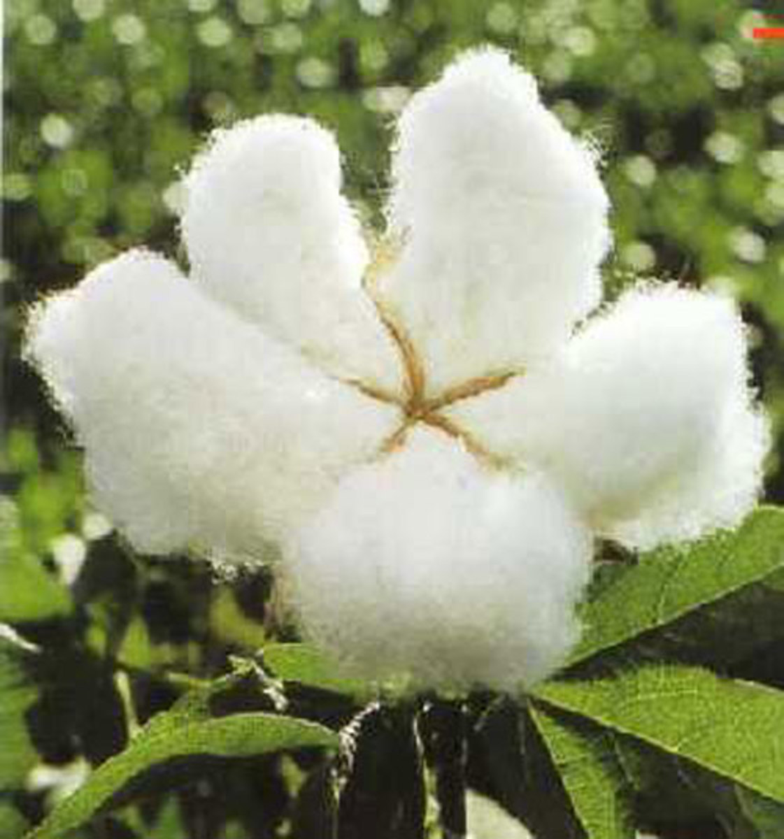 Cotton plant.