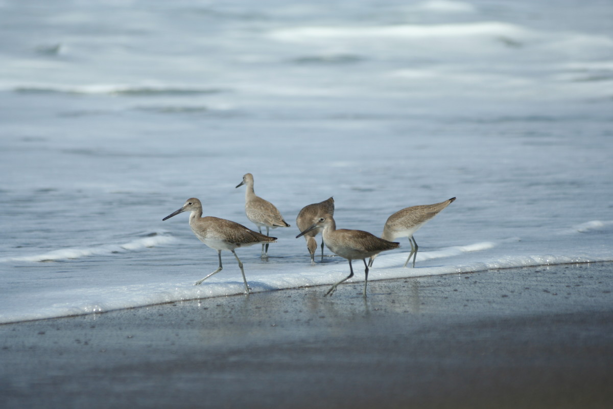 More than 350 bird species have been recorded on Cumberland Island.