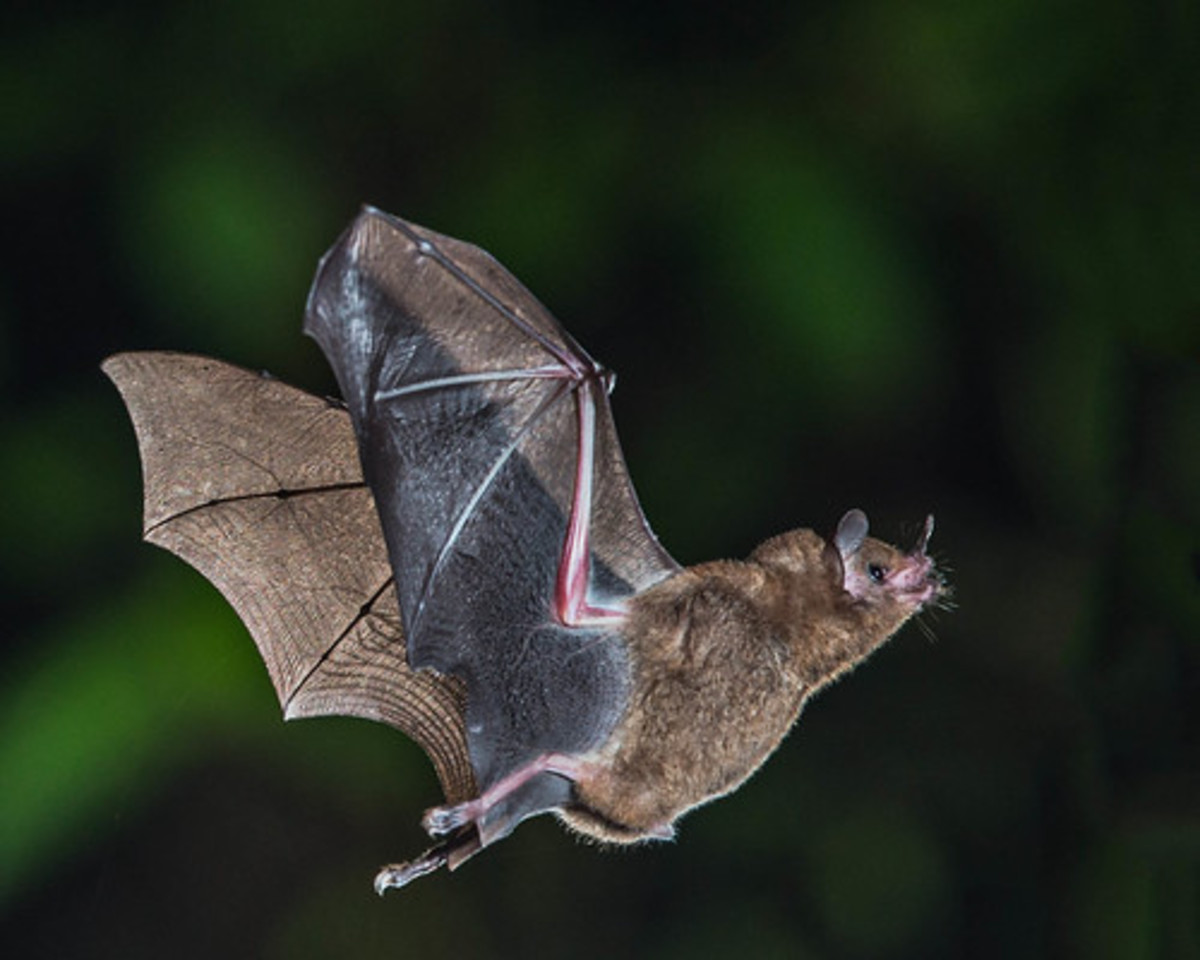 the-folklore-of-bats
