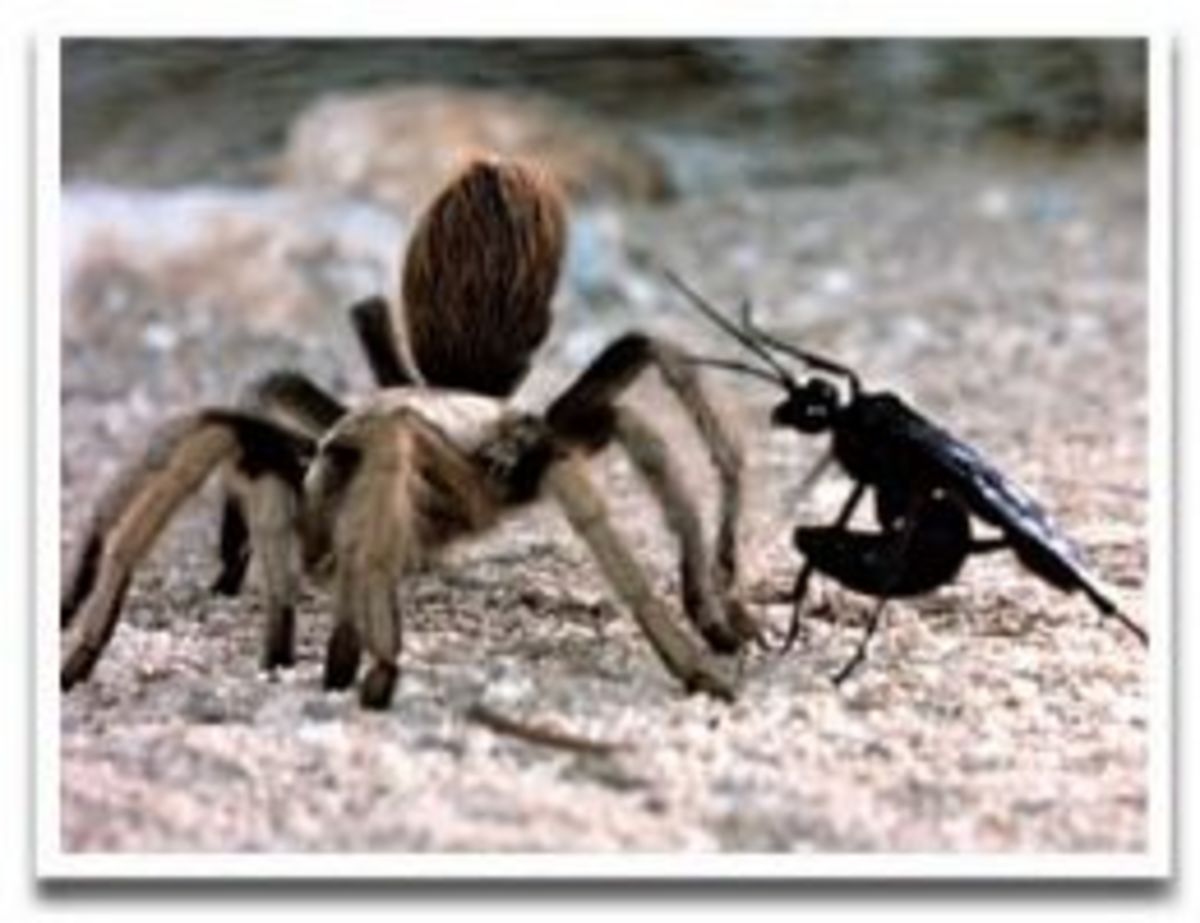 Hairy food for a hungry baby desert wasp