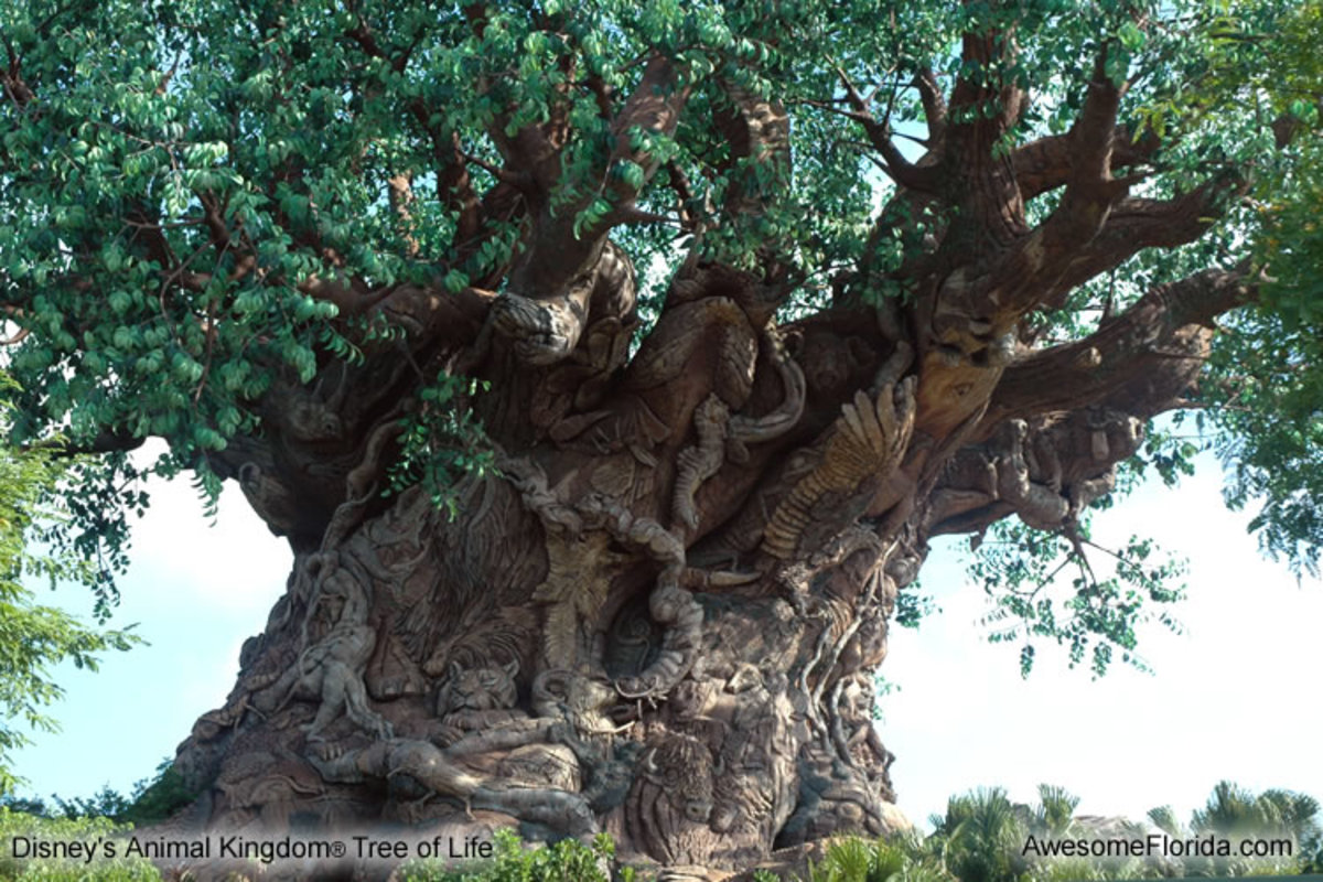 Tree of Life in Animal Kingdom Disney World (Courtesy of awesomeflorida.com)