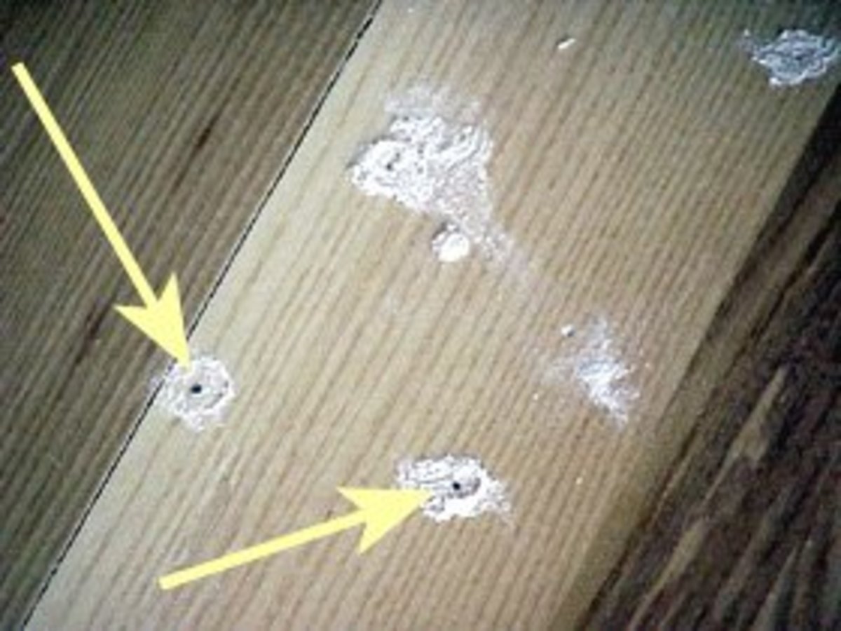 Damage caused by Powder-post Beetles