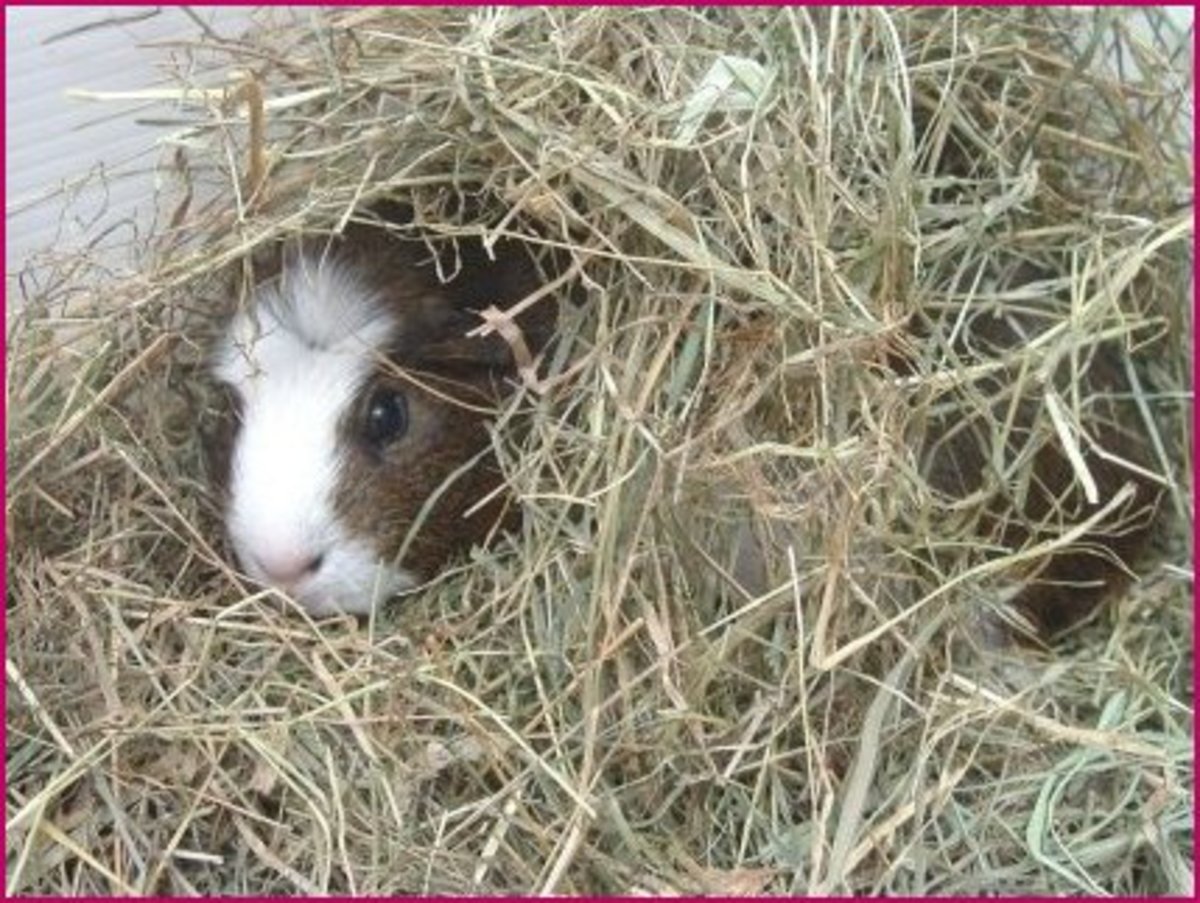 Guinea Pig Bedding HubPages