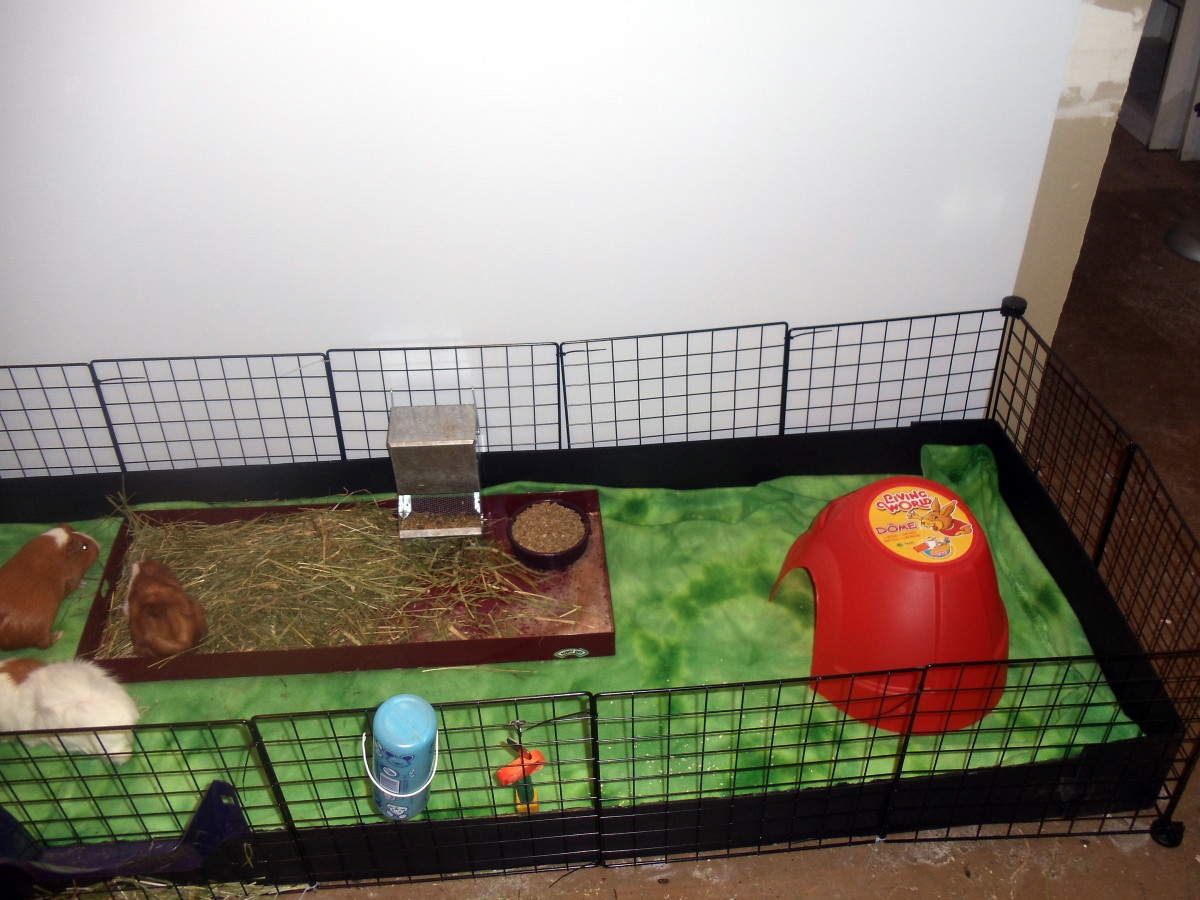 Guinea Pig Bedding HubPages