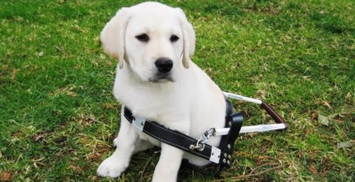 Guide dog puppy in training