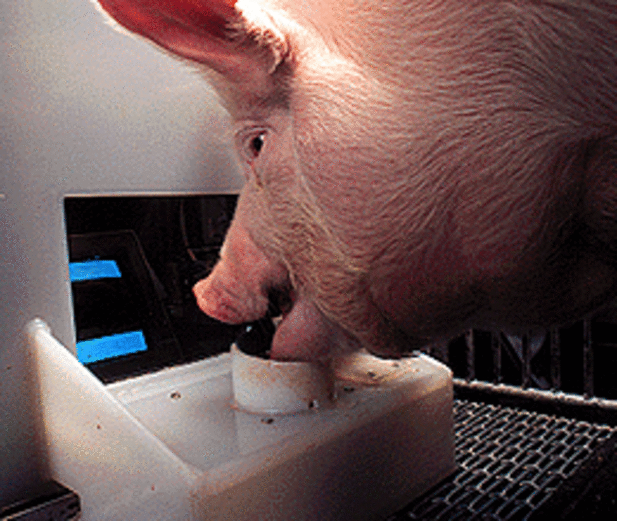 Pig playing computer game using its snout to move joystick, to hit targets on a computer screen with a cursor
