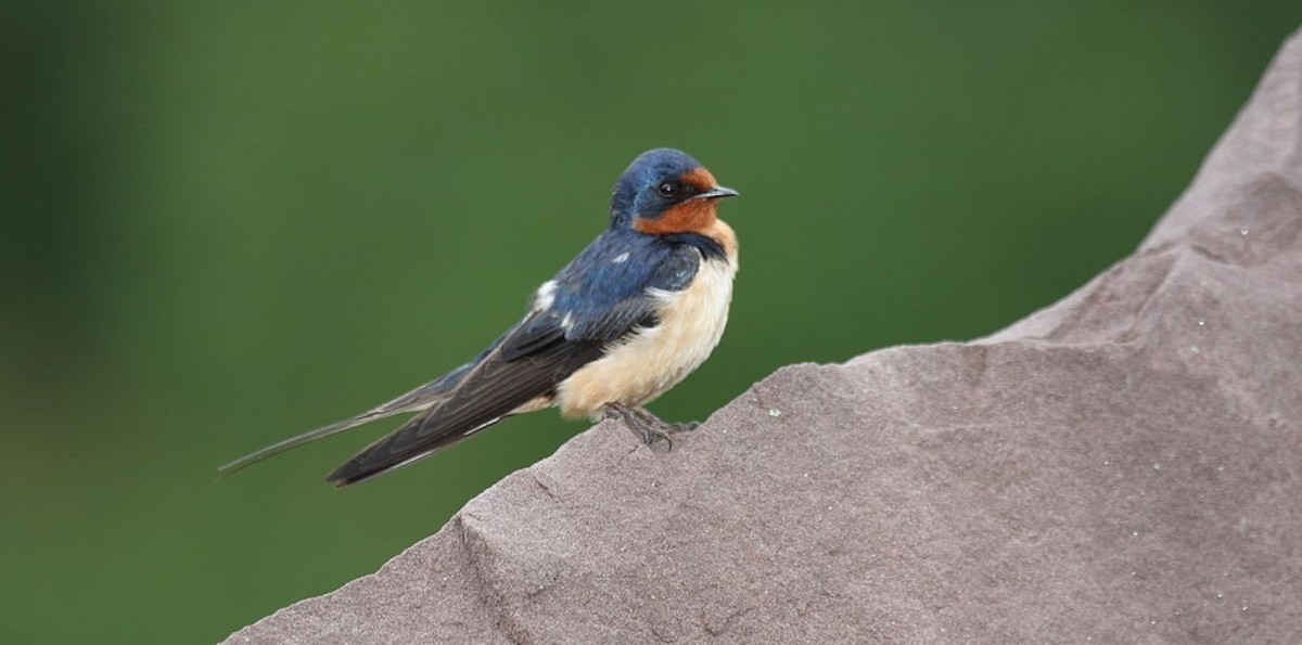Atrahasis sent out a swallow (pictured), dove, and raven in the Sumerian flood story.