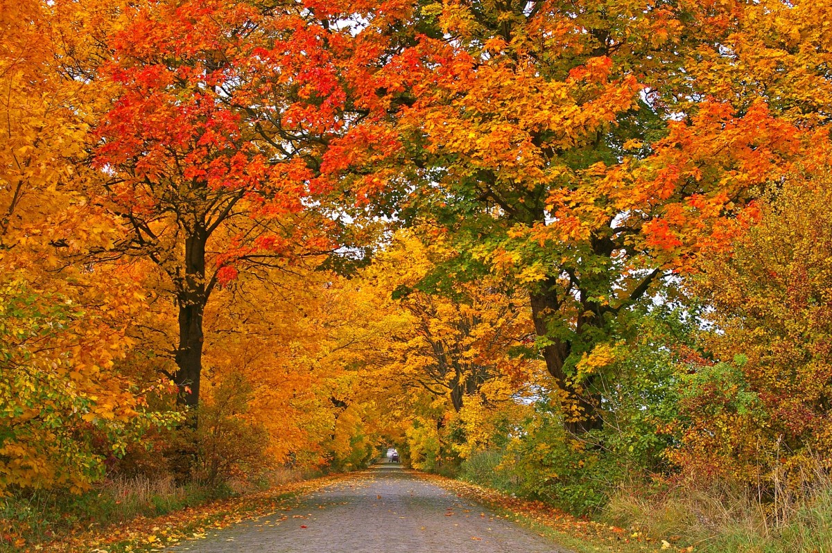 O Fall Glorious: Autumn Poems and Photographs