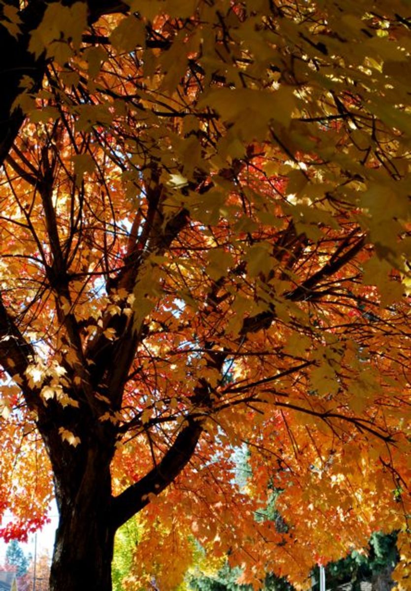 Autumn in full color