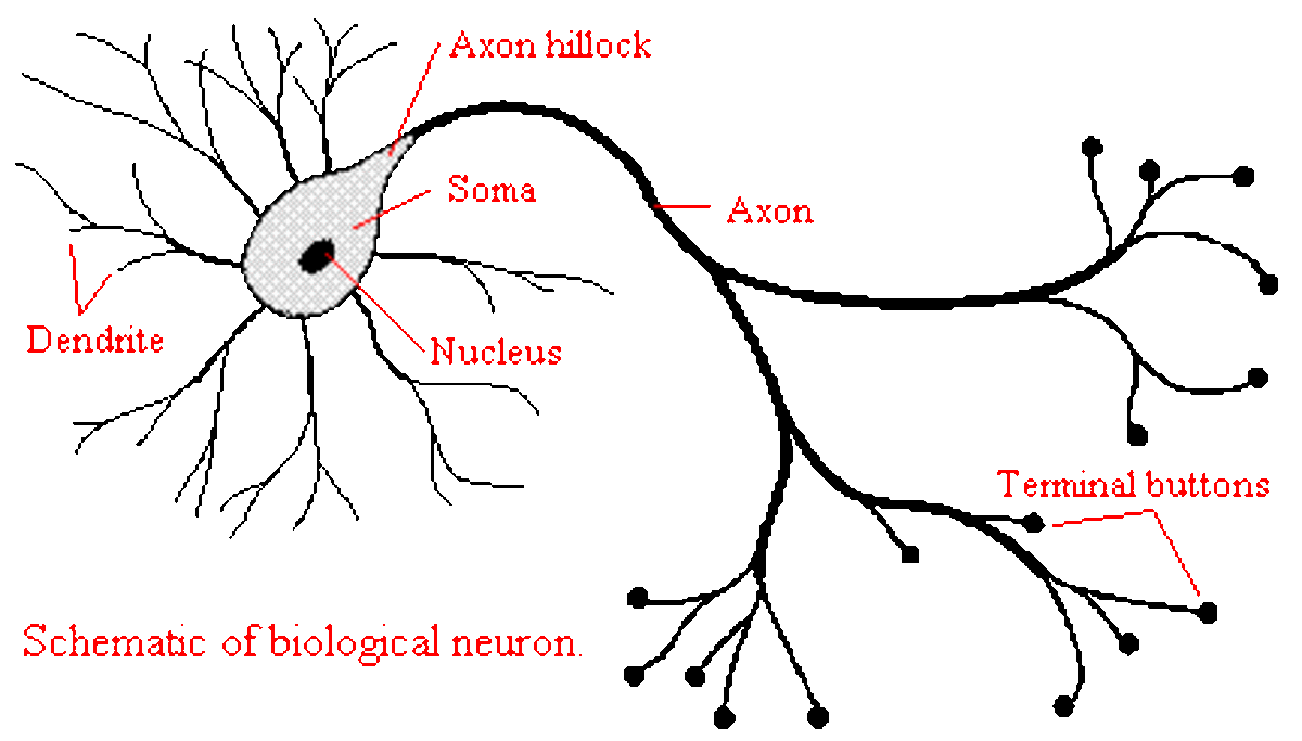 biological neural network