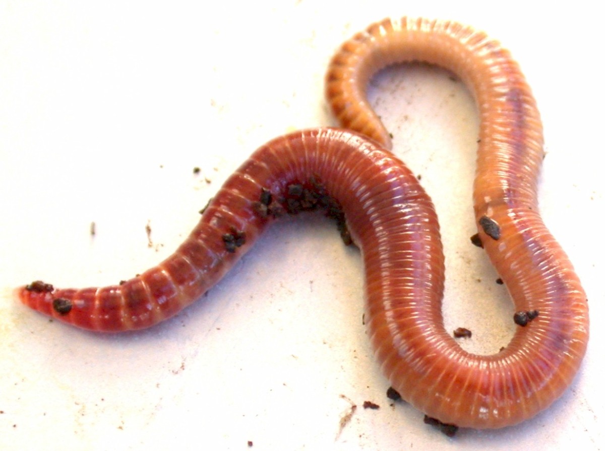 Teach Kids About Earthworms, Life cycle and Worm Farming - HubPages