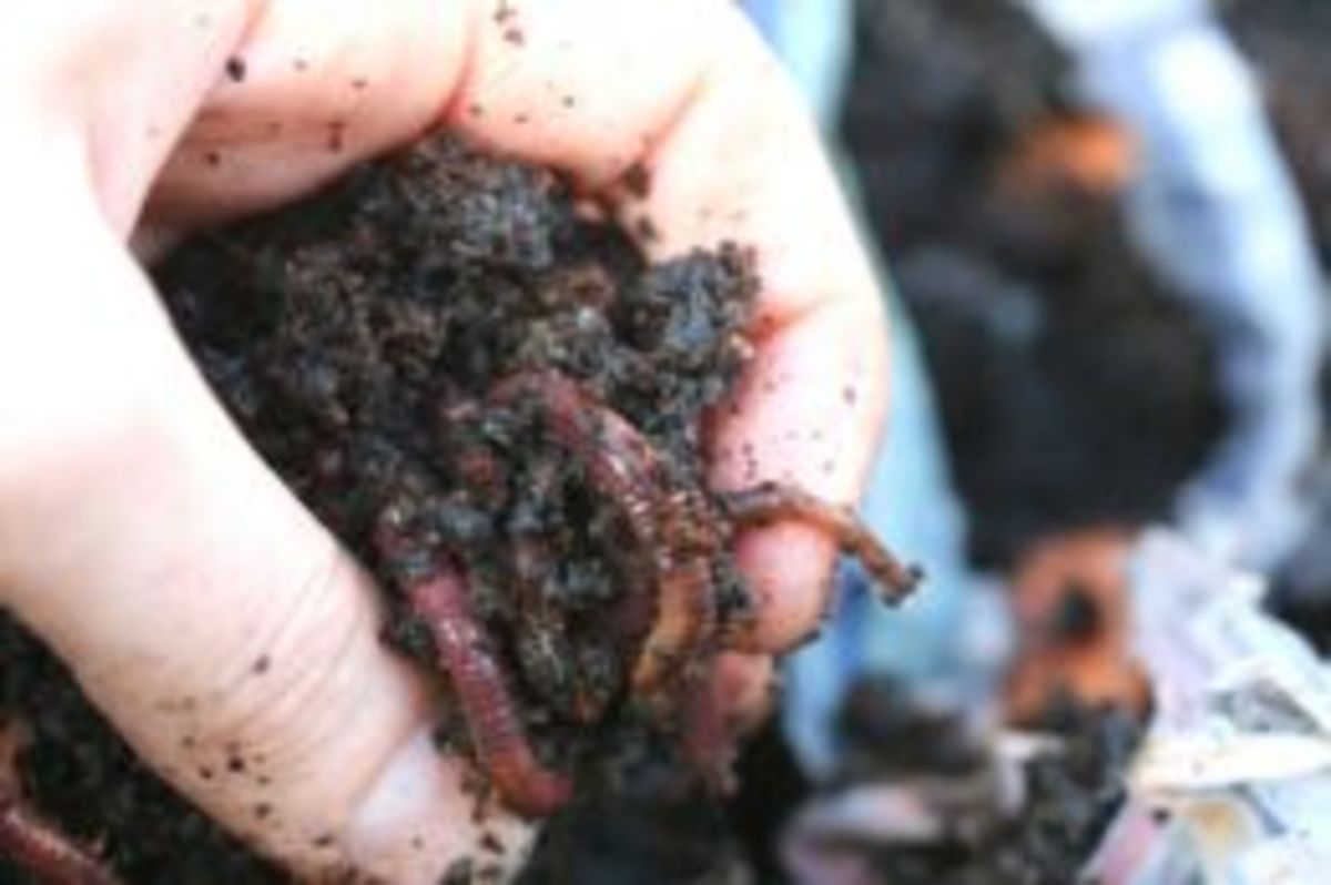 earthworms-keeping-worm-beds-healthy-with-ph-moisture-aeration-and-temperature